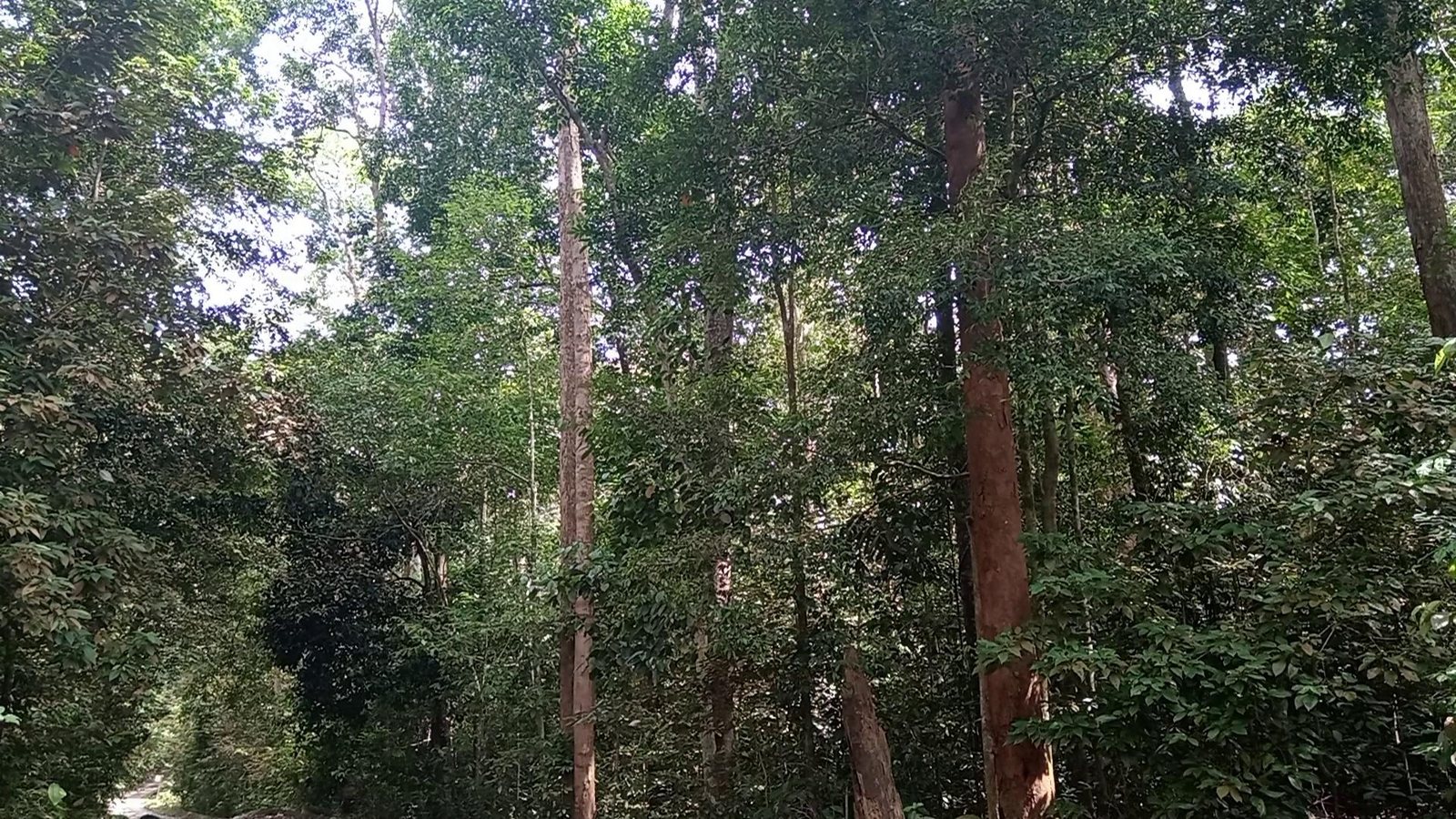 Forest light through the trees
